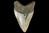 Fossil Megalodon Tooth - North Carolina #98980-2
